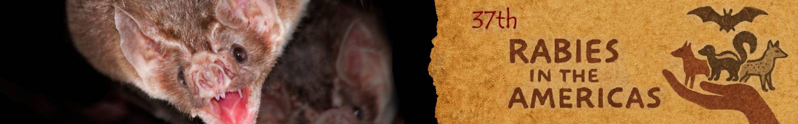 Banner en Español